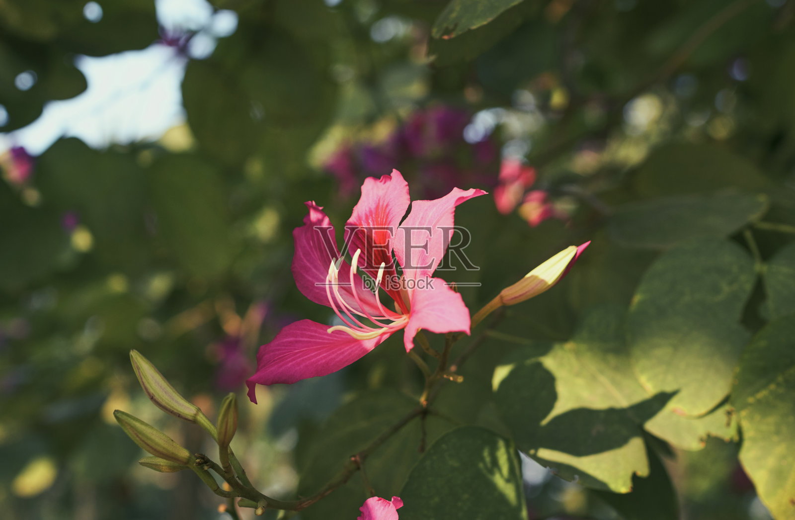 美丽的粉红色紫荆花束在树枝上，在晨光照耀下照片摄影图片
