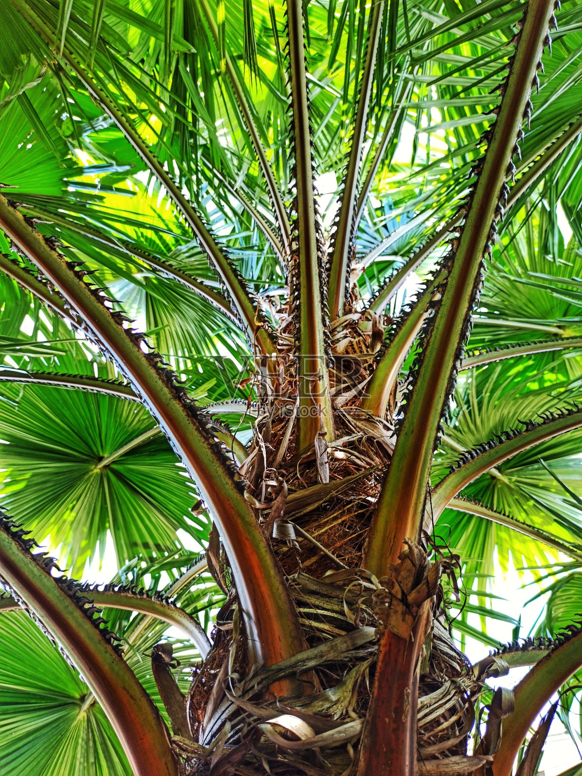 全框架的近距离棕榈树从下面照片摄影图片