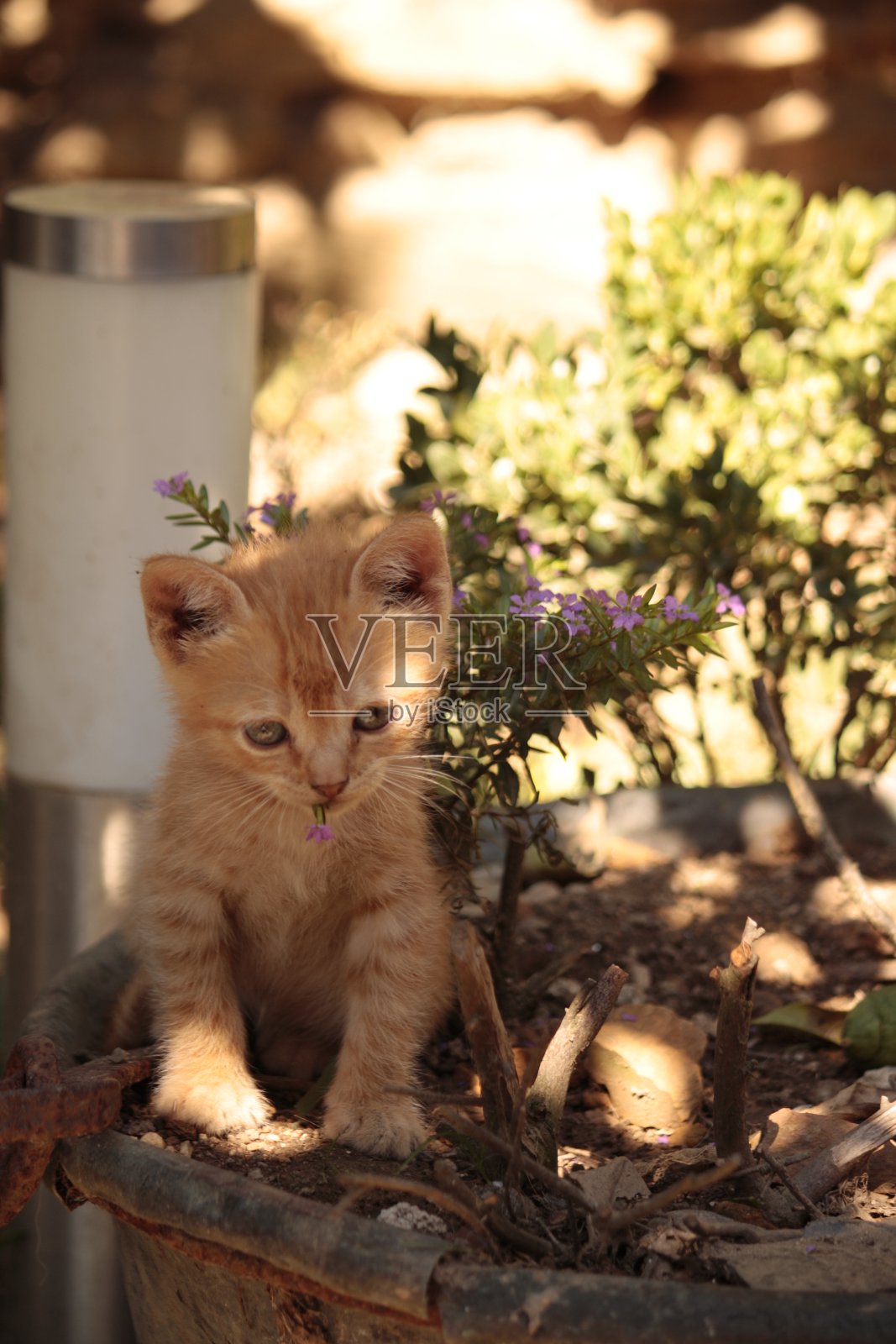花猫照片摄影图片