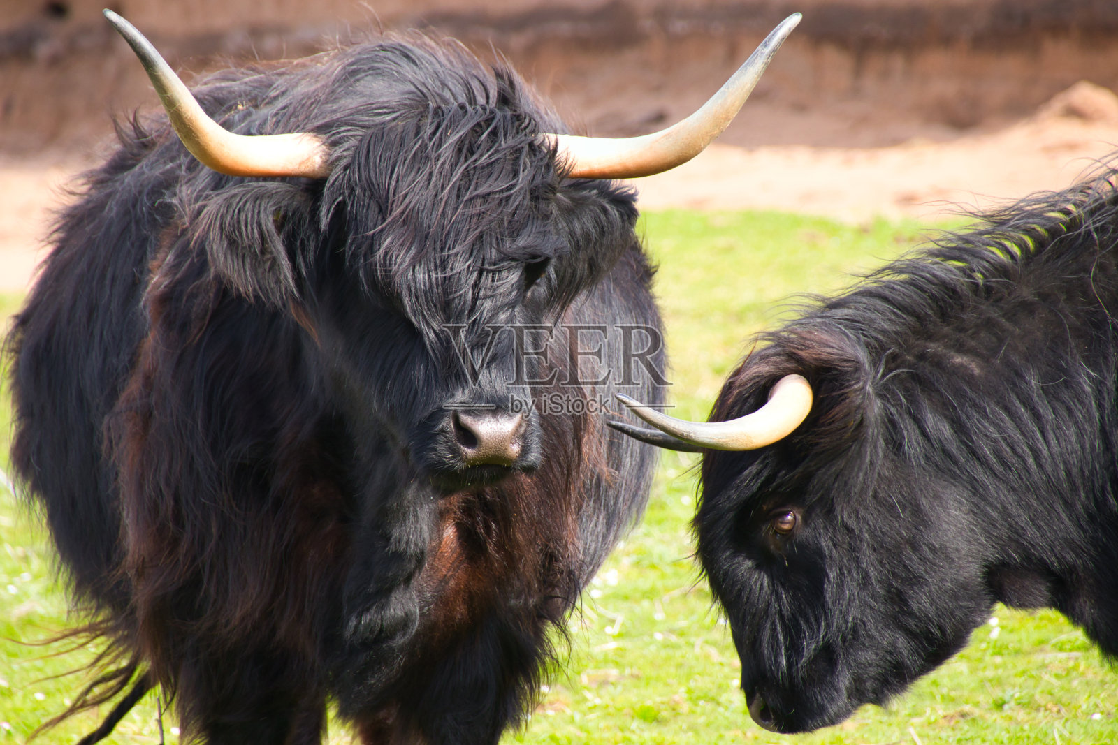 两只黑色加洛威牛在一起玩耍照片摄影图片