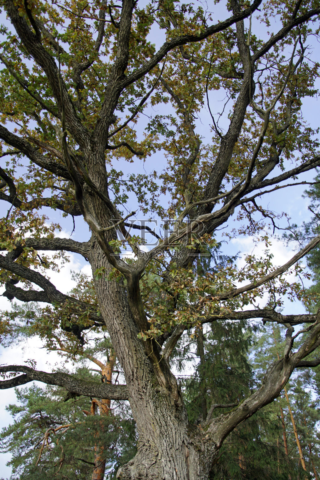 一棵大树的树冠橡树的植物。照片摄影图片