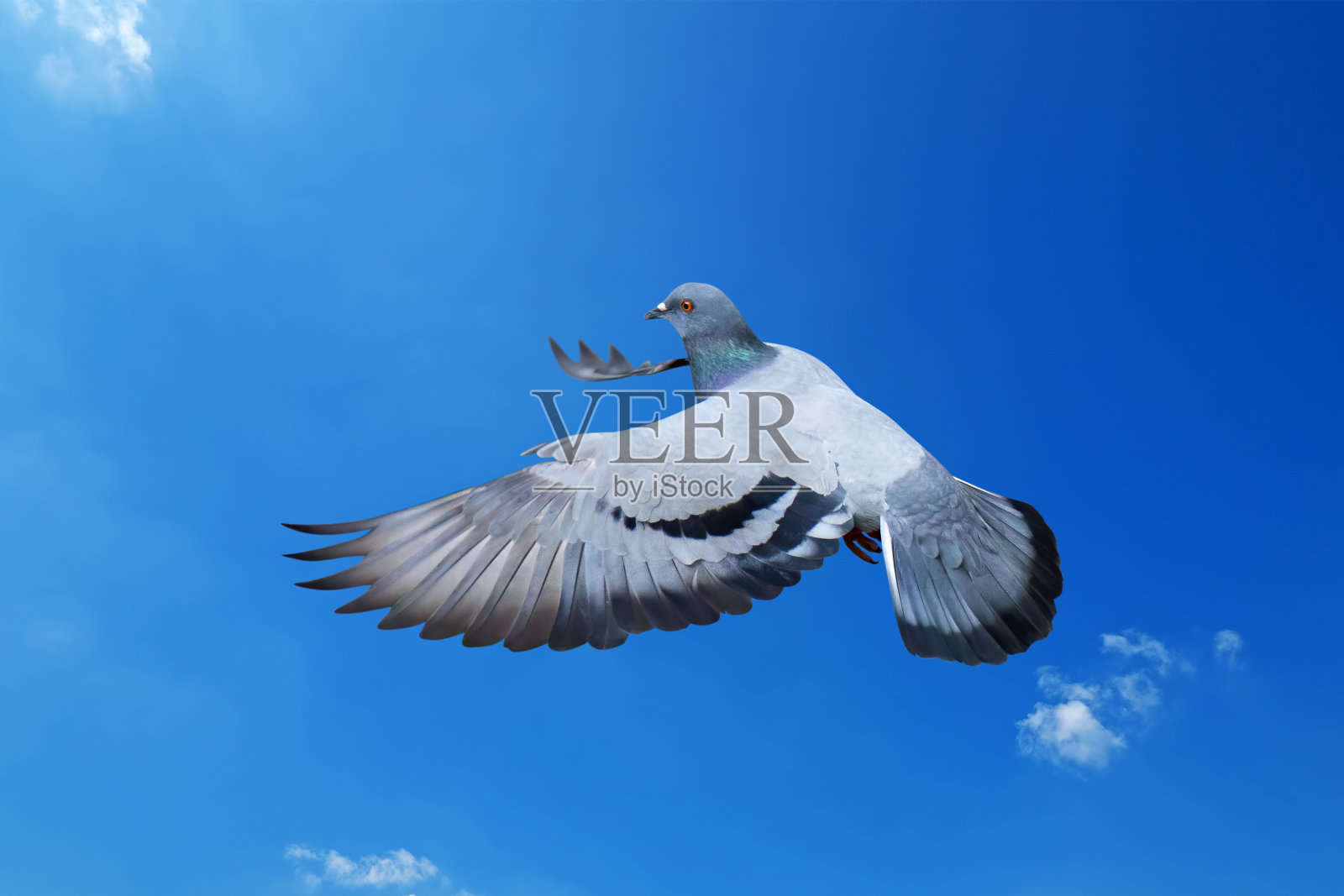 近距离的岩石鸽子在蓝天上孤立的空气飞行照片摄影图片