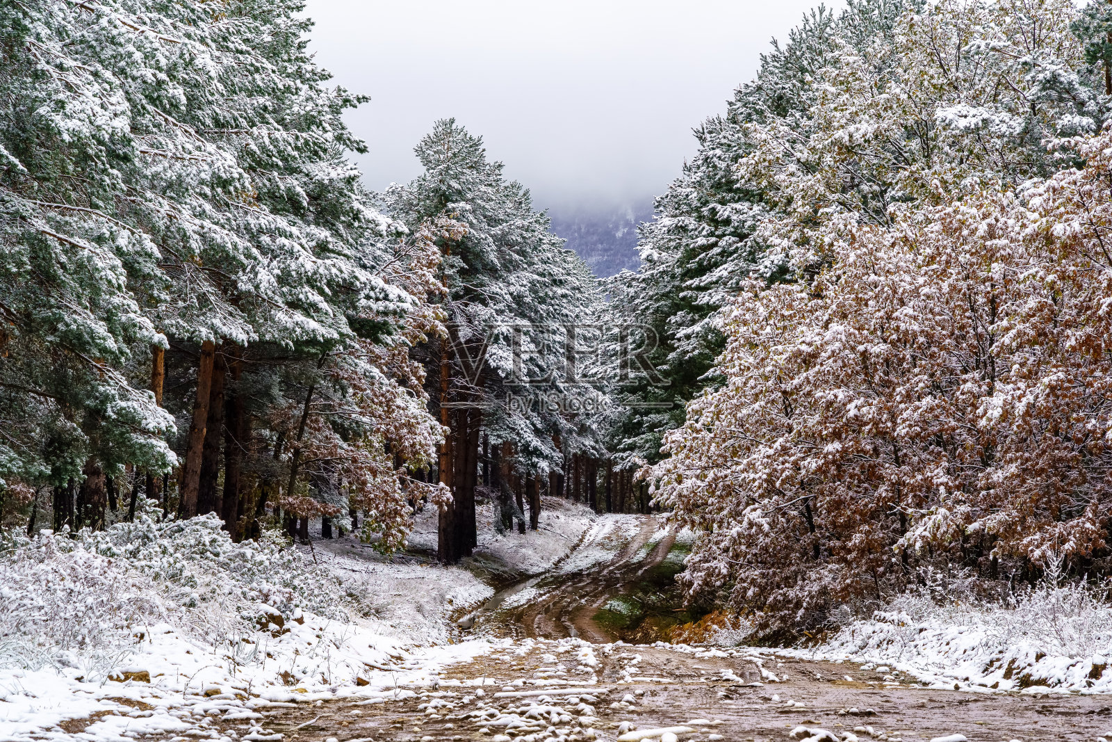 暴风雪天空的乡村和雪树景观。通往山上的土路。照片摄影图片