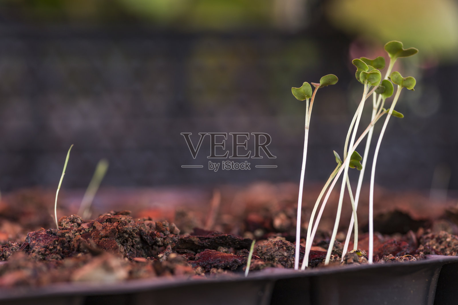 “Nero di Toscana”幼苗在温室内的花盆中。照片摄影图片