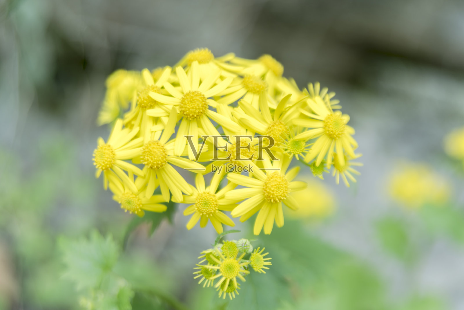 一个野花照片摄影图片