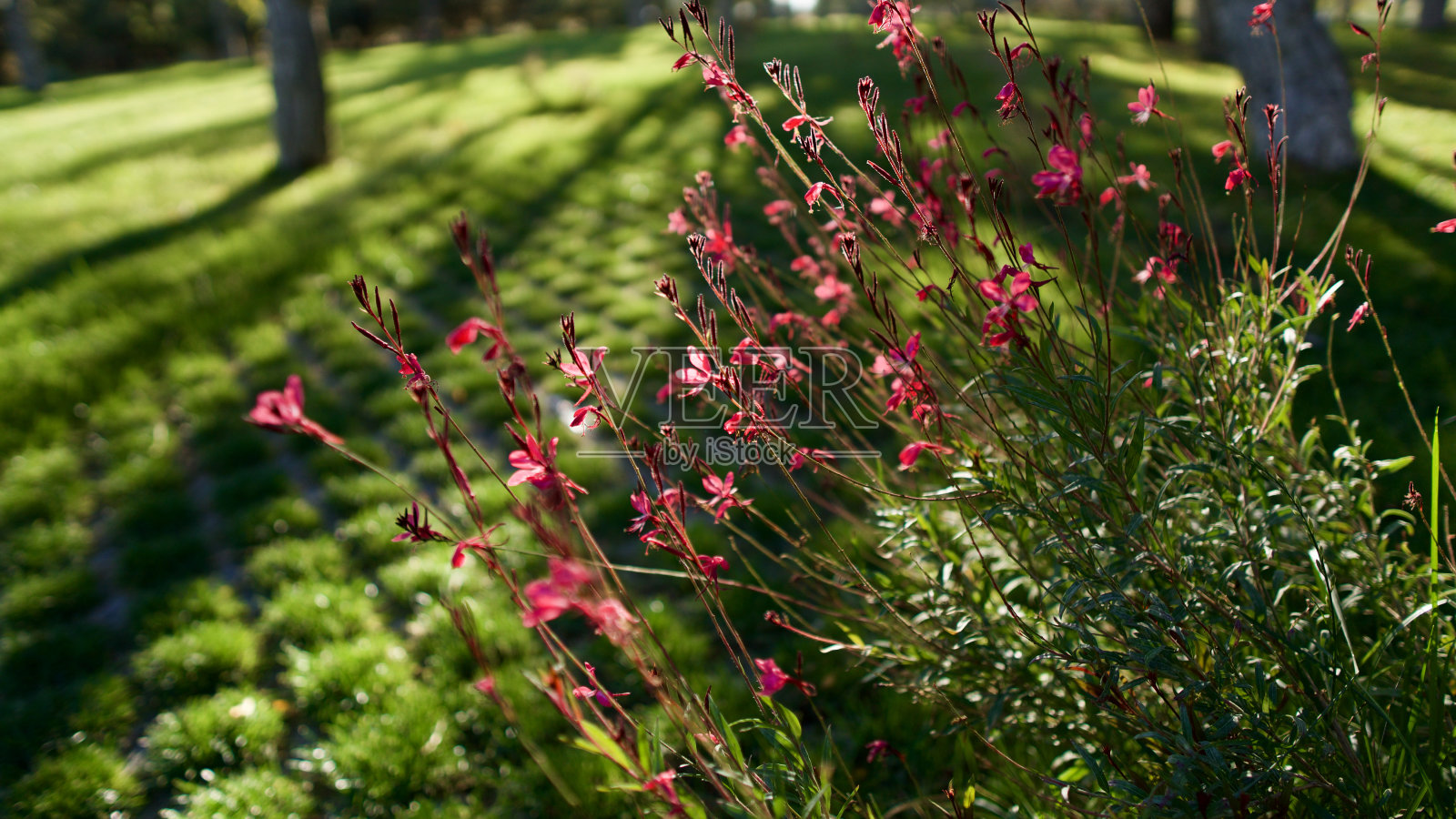 最后一朵盛开在秋天的野花照片摄影图片