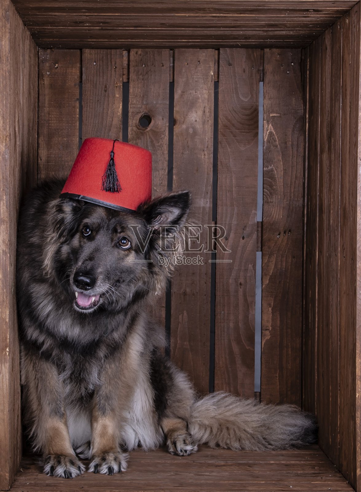 衣冠楚楚的狗。照片摄影图片