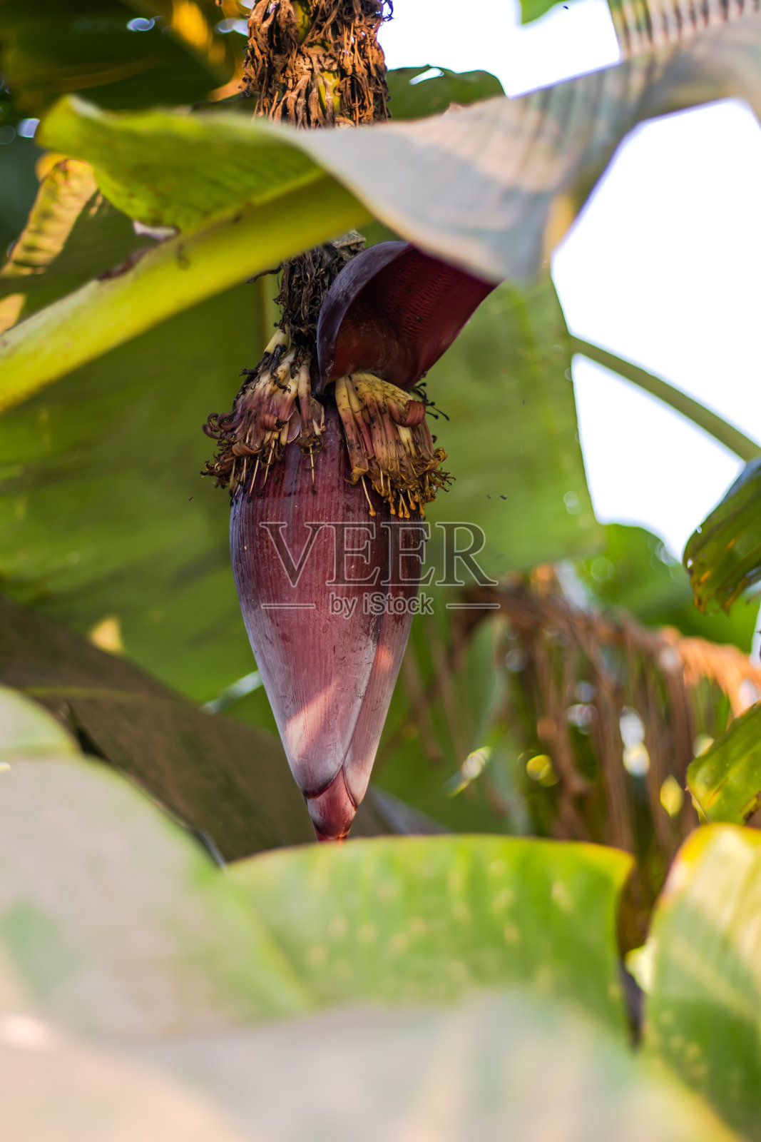 绽放的香蕉花在绿叶的张开中照片摄影图片