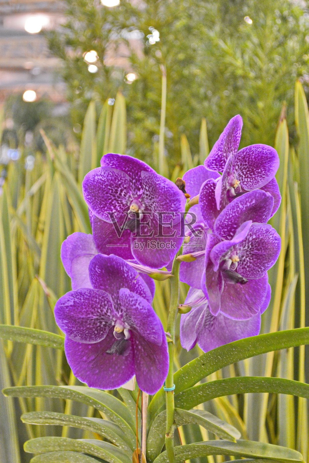 美丽的蝴蝶兰照片摄影图片