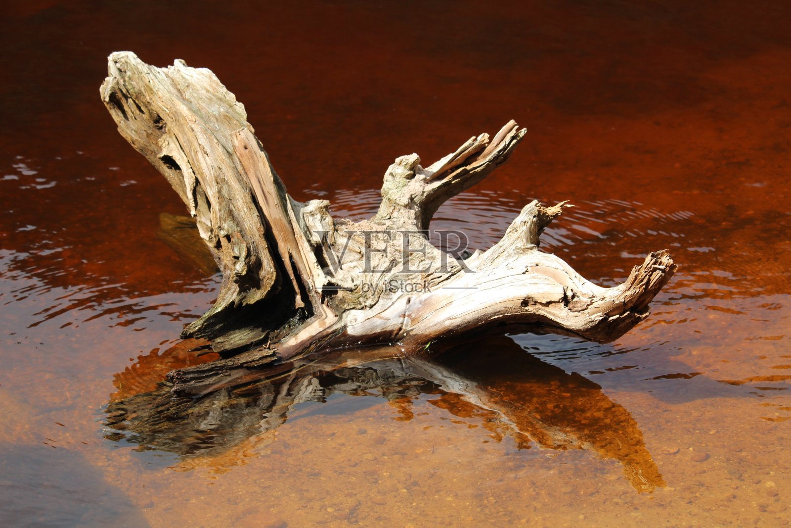 湖中浮木的特写镜头照片摄影图片