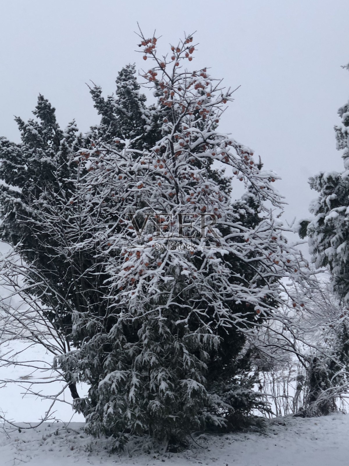 雪日本佐藤山"麦山"照片摄影图片