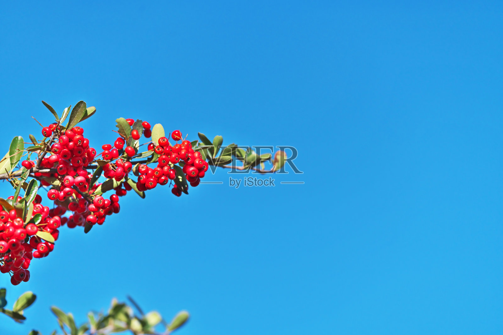 火棘照片摄影图片