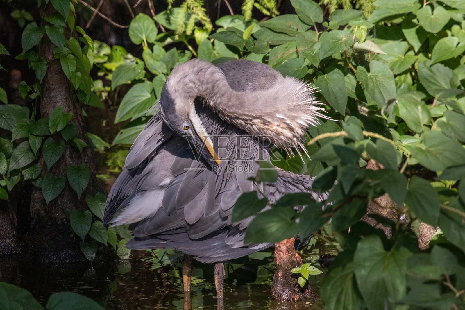 大蓝鹭梳理照片摄影图片
