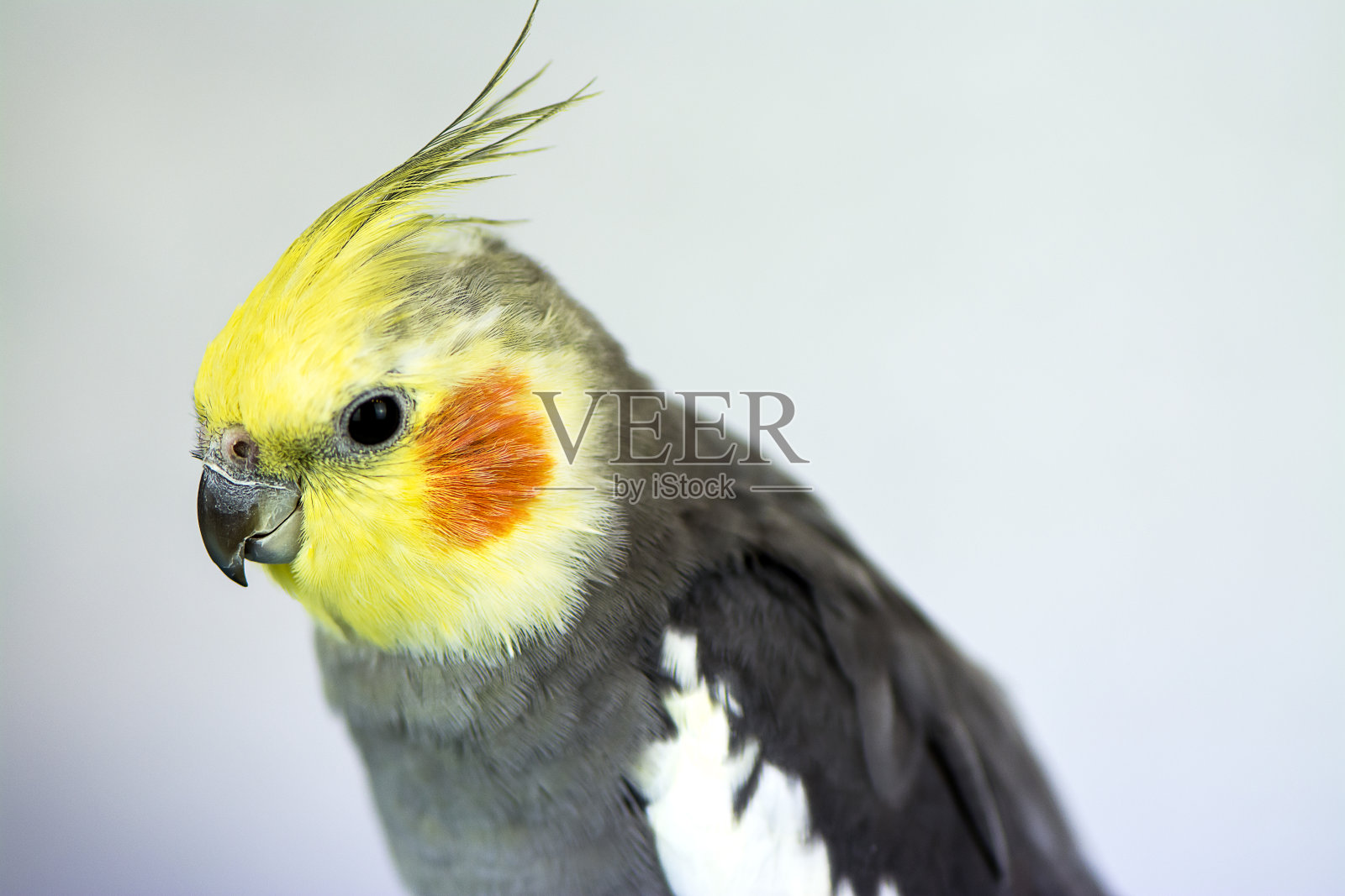 澳洲鹦鹉照片摄影图片