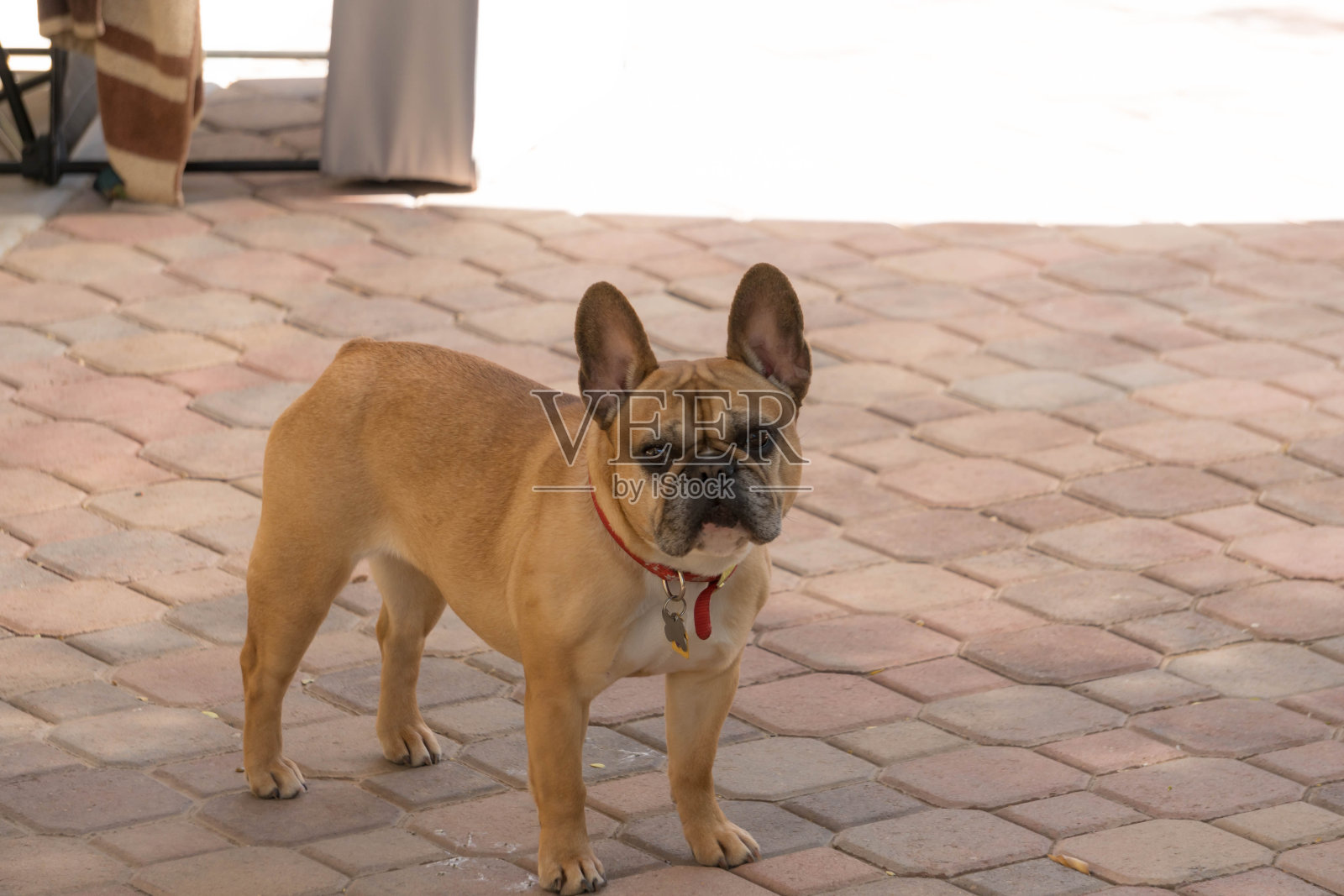 砖头上的法国斗牛犬照片摄影图片