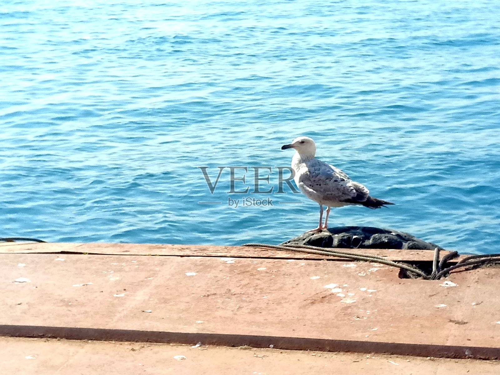 海鸥照片摄影图片