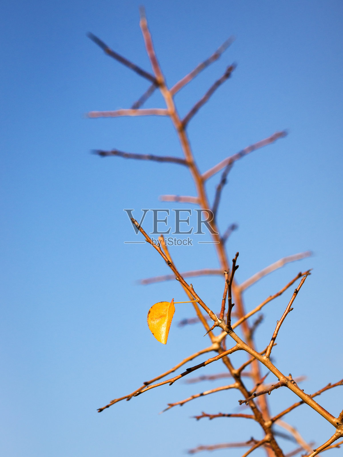 树上最后一片黄叶照片摄影图片