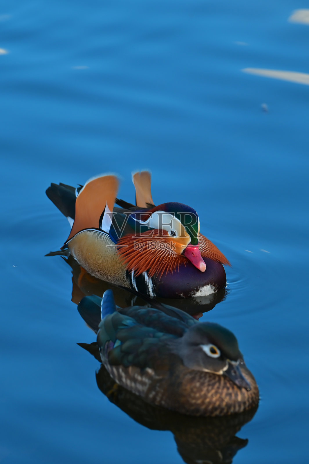 鸳鸯照片摄影图片