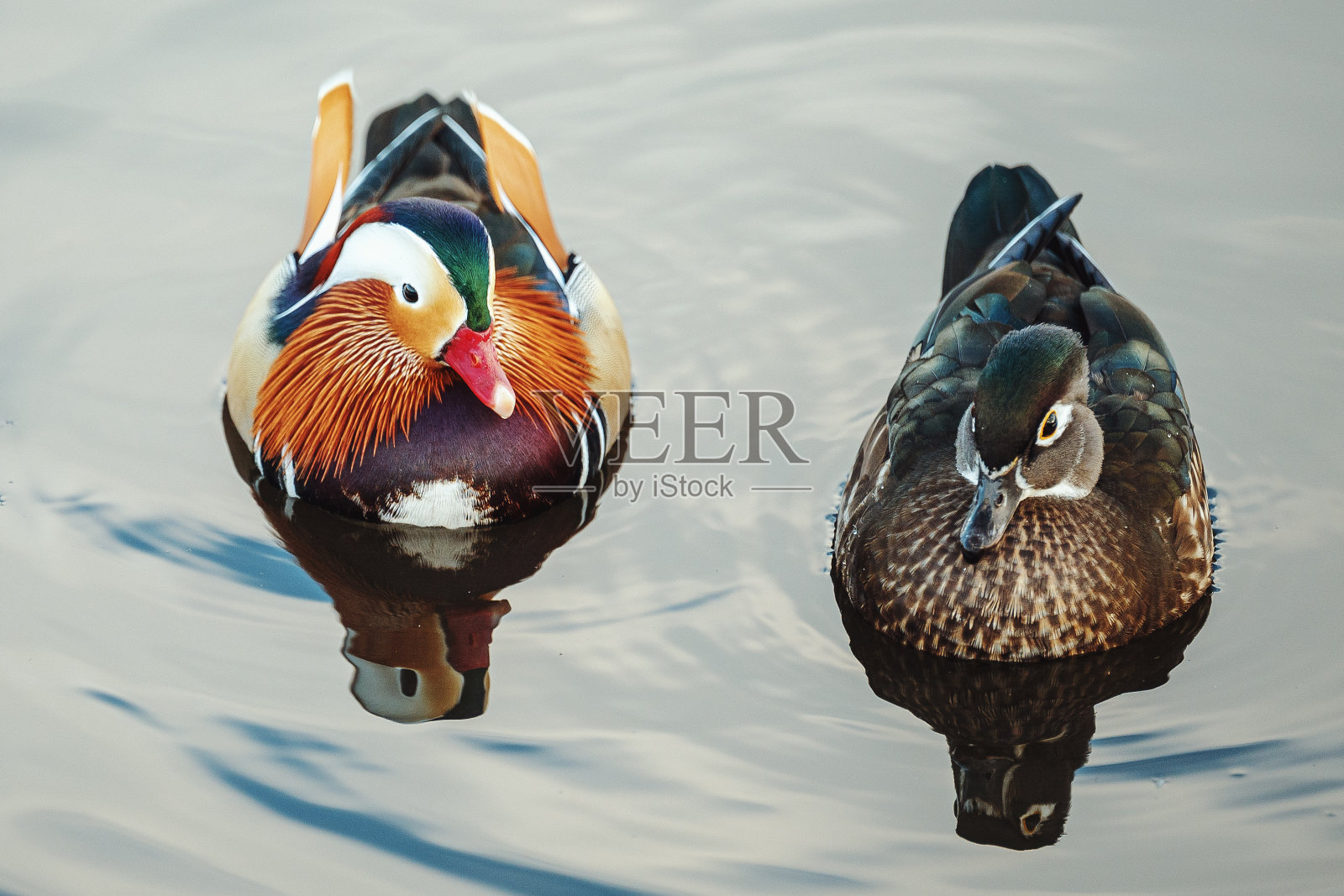 鸳鸯照片摄影图片