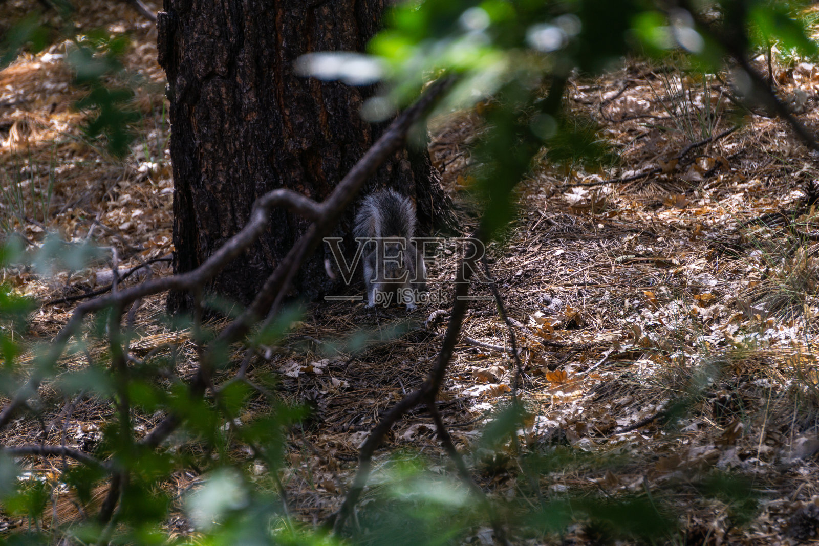 松鼠照片摄影图片