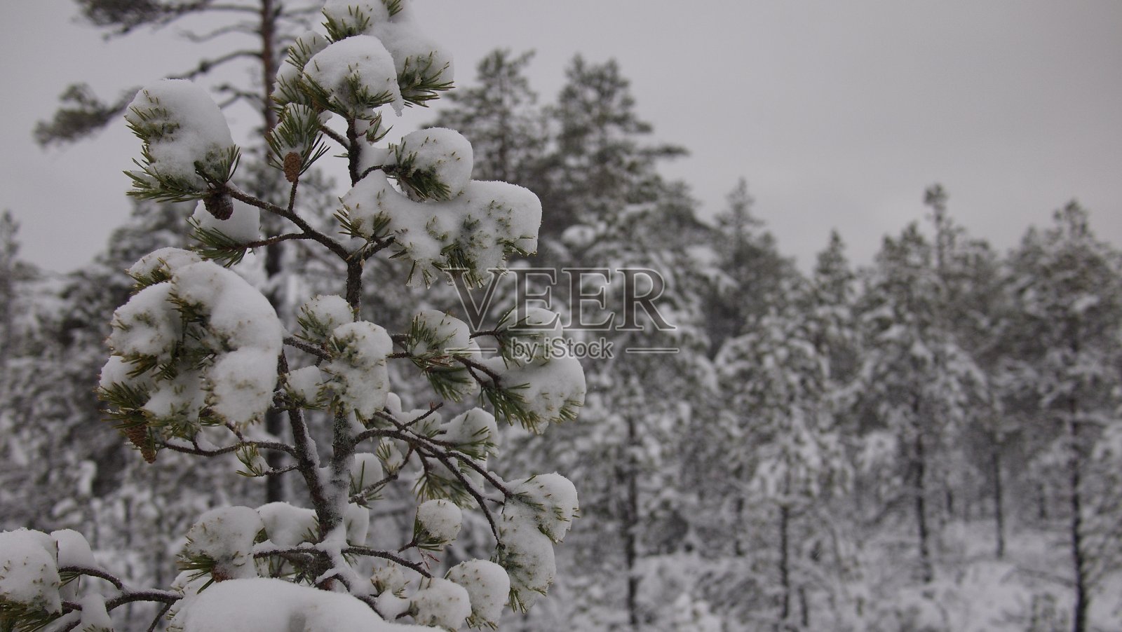 森林里覆盖着积雪的松树的大气特写照片摄影图片