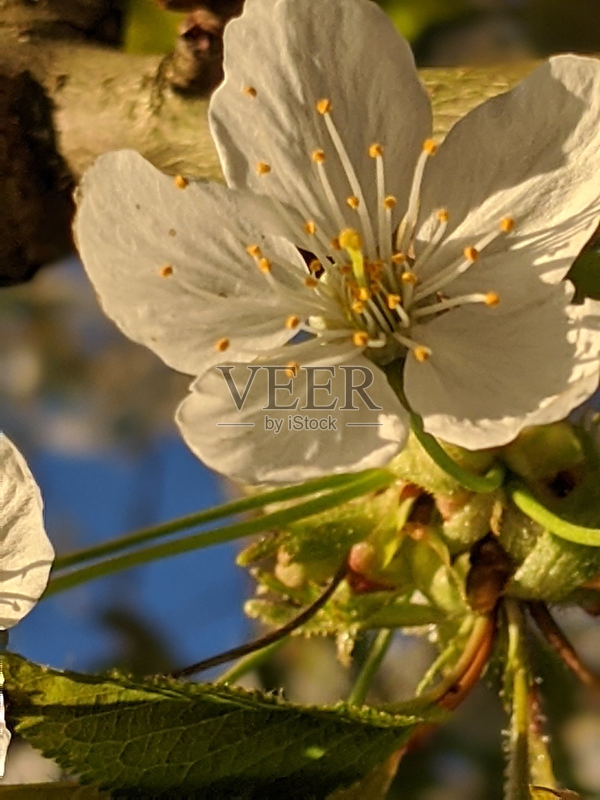 白色的花照片摄影图片