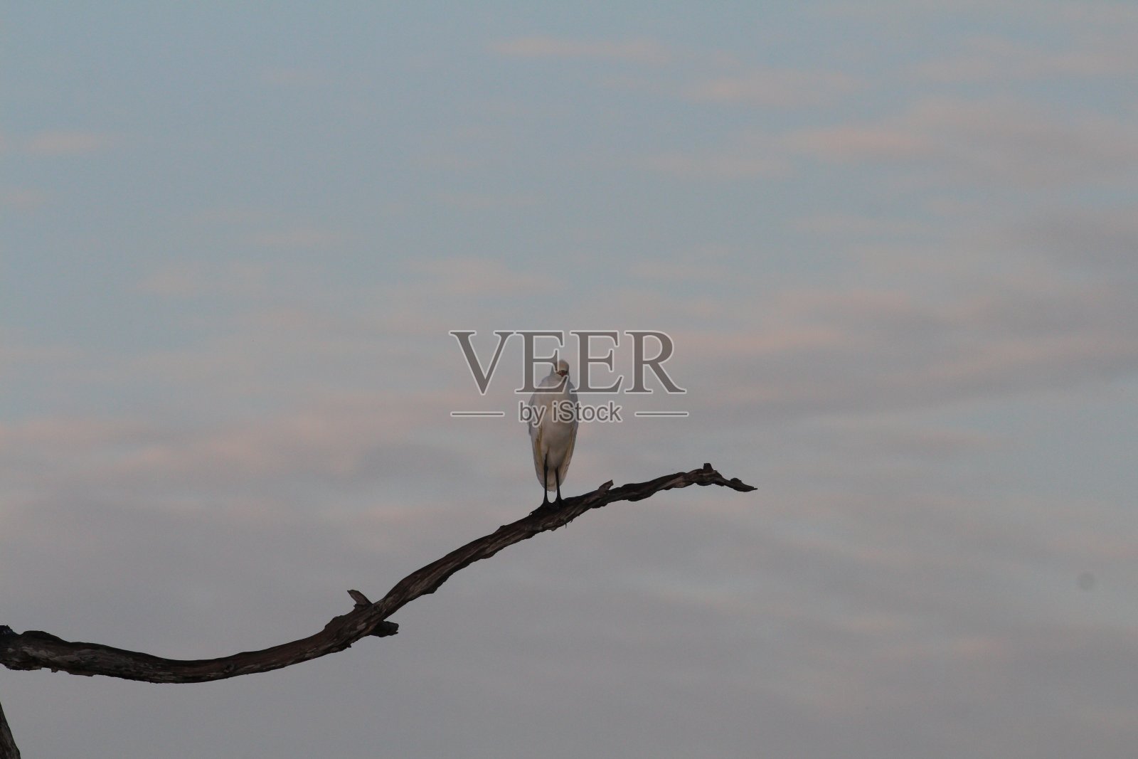 牛背鹭3照片摄影图片