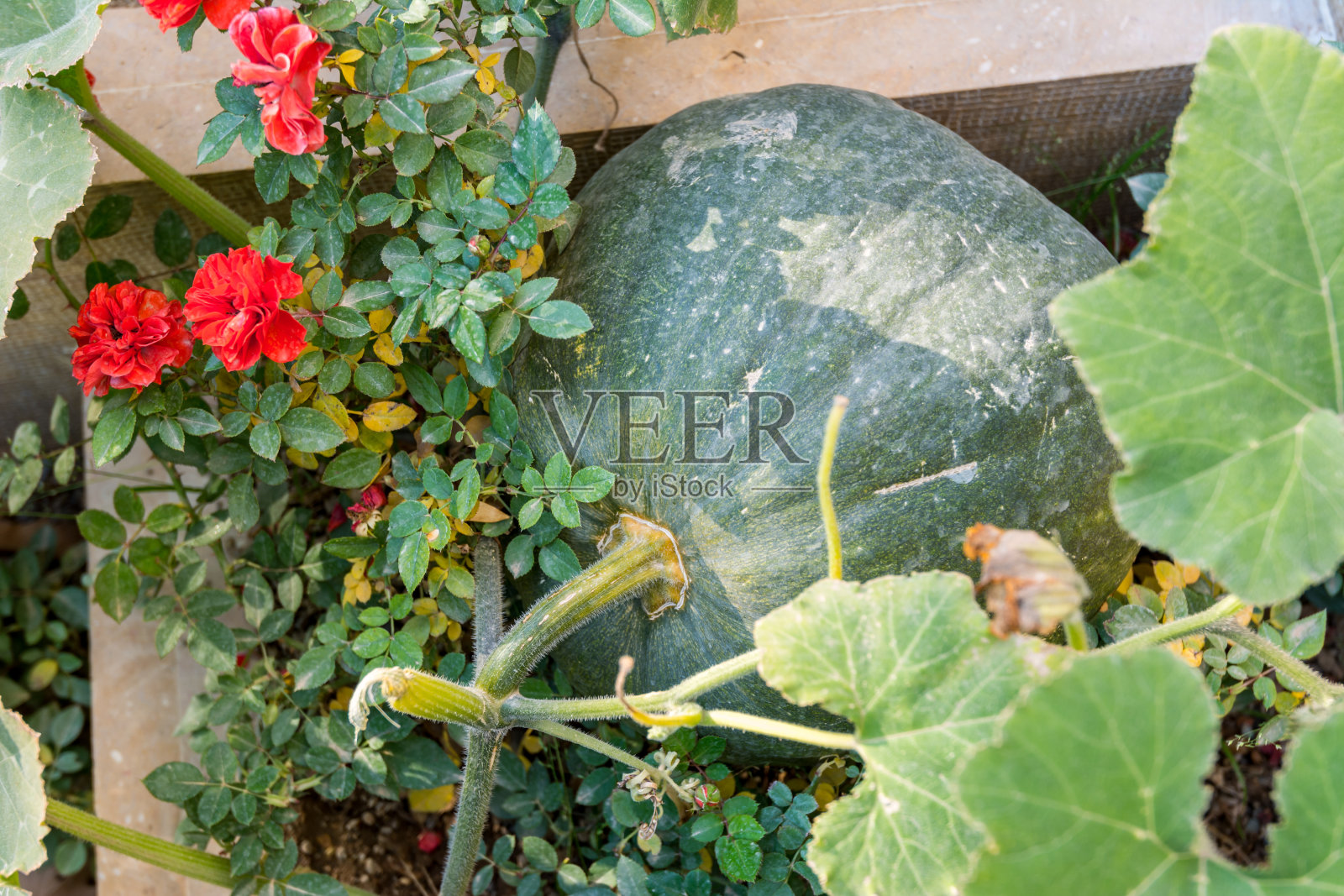 伊朗玫瑰花园中生长的绿色南瓜照片摄影图片