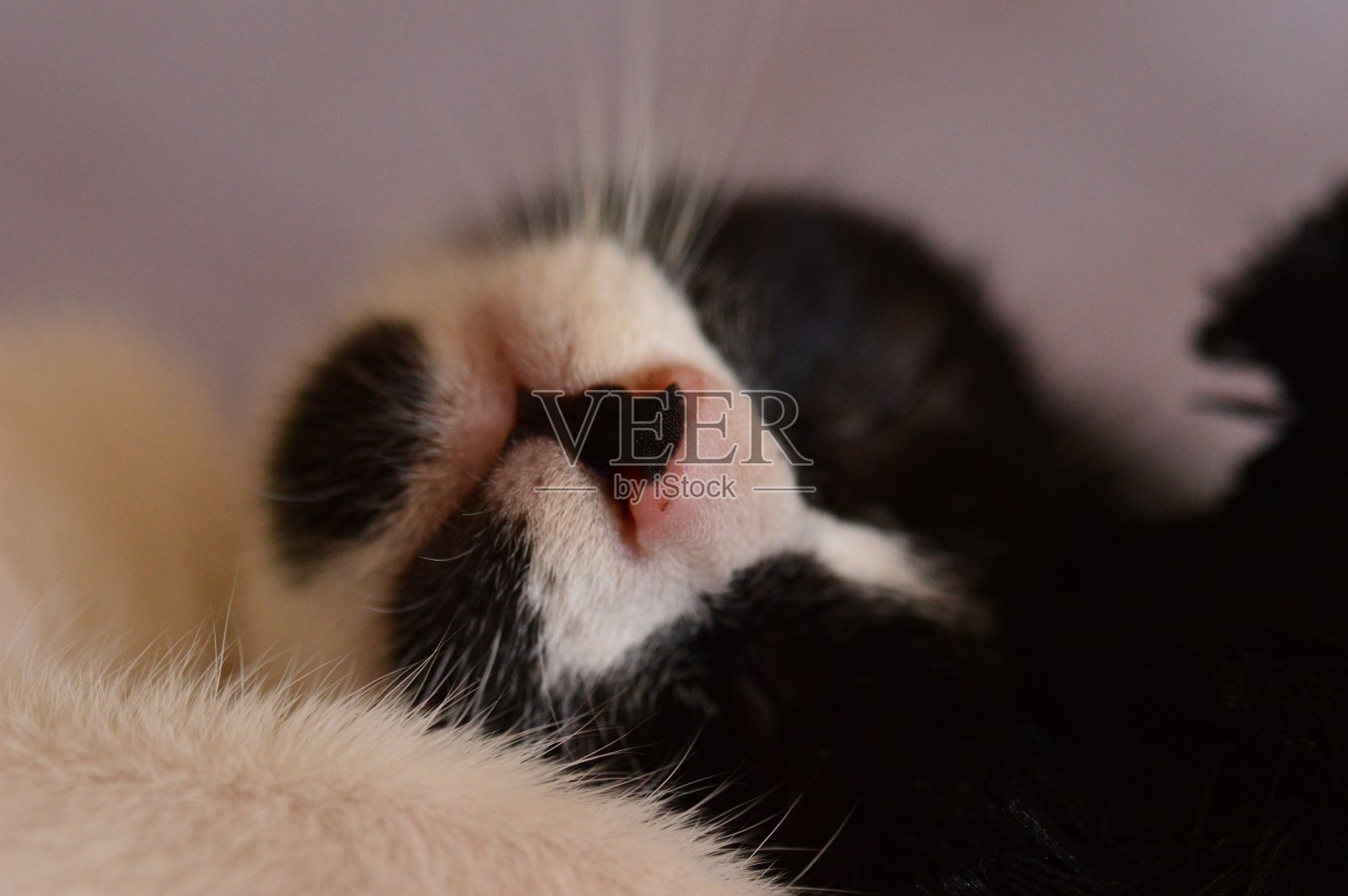 这是一只黑白相间的猫的口吻照片摄影图片