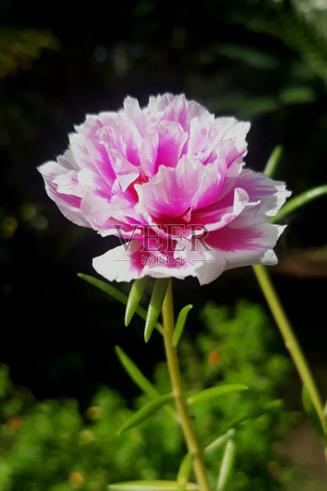 玫瑰苔，马齿苋花照片摄影图片