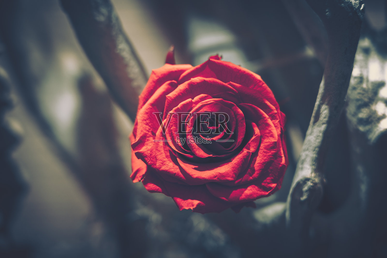 美丽的人造花背景，复古风格;照片摄影图片