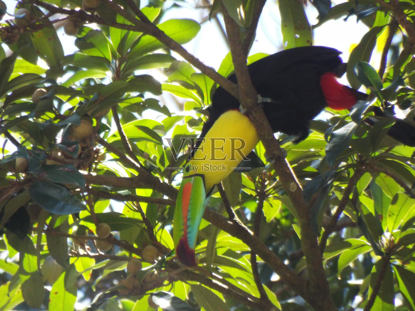 Keel-billed巨嘴鸟照片摄影图片