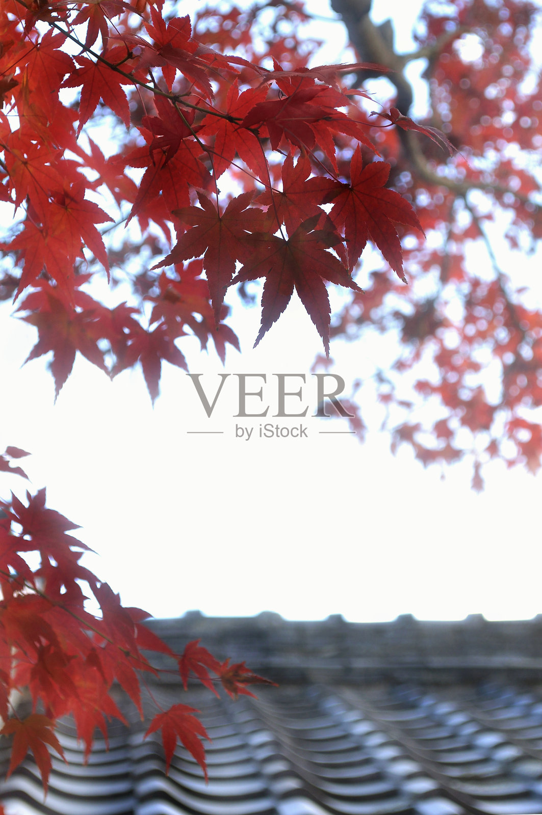 秋季彩色枫树和日本屋顶照片摄影图片