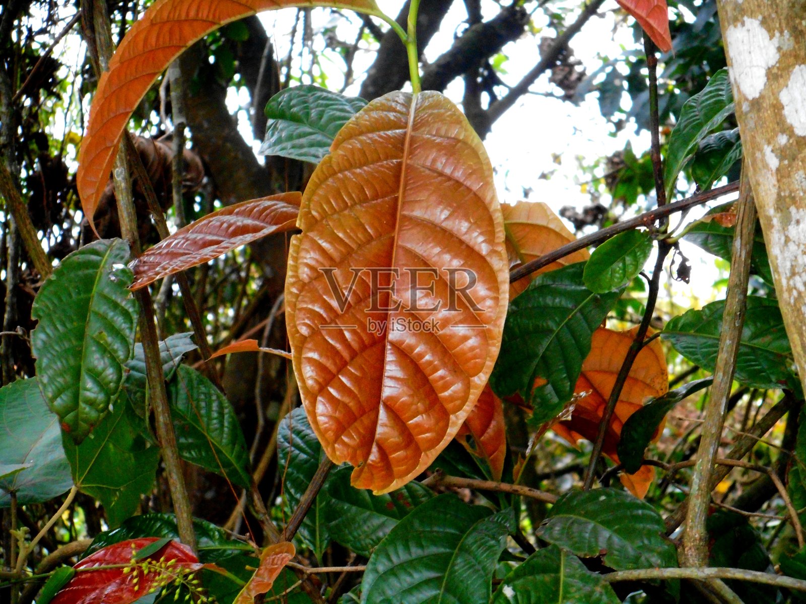 叶植物照片摄影图片