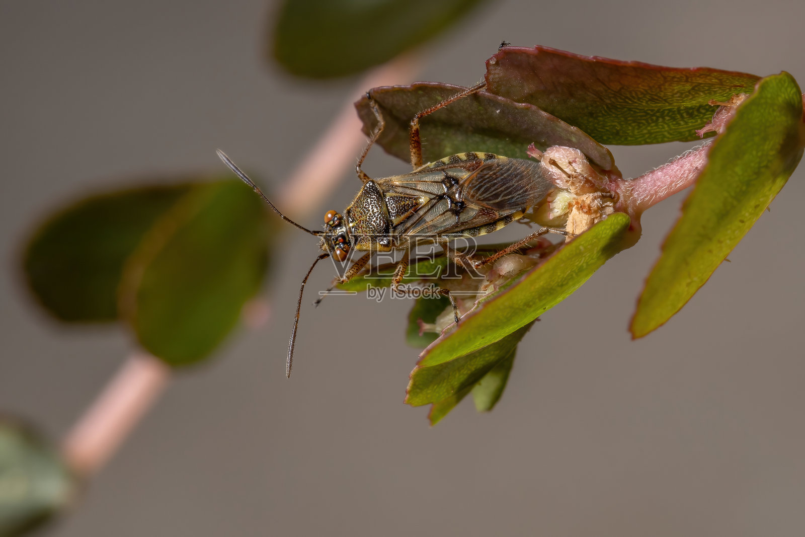 成年无气味植物臭虫照片摄影图片