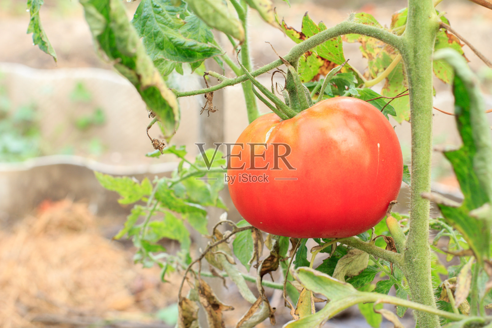成熟的红番茄生长在花园里的灌木上。照片摄影图片