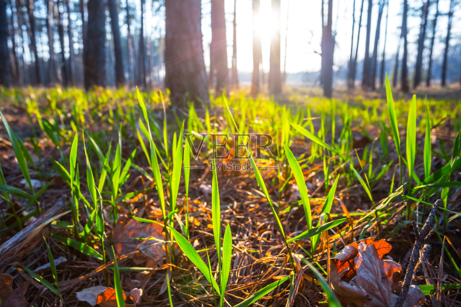在黄昏森林里的小绿色植物特写照片摄影图片