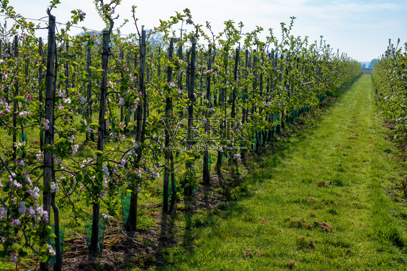 春天，荷兰贝图韦的果园里成排的苹果树开花了照片摄影图片