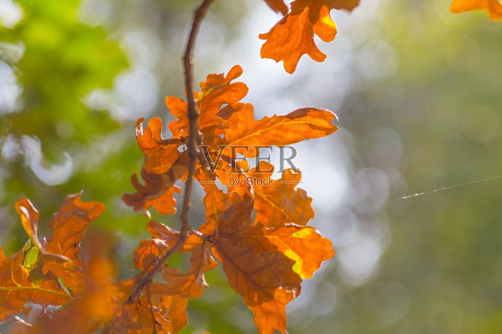 特写红色的秋天橡树的树枝照片摄影图片