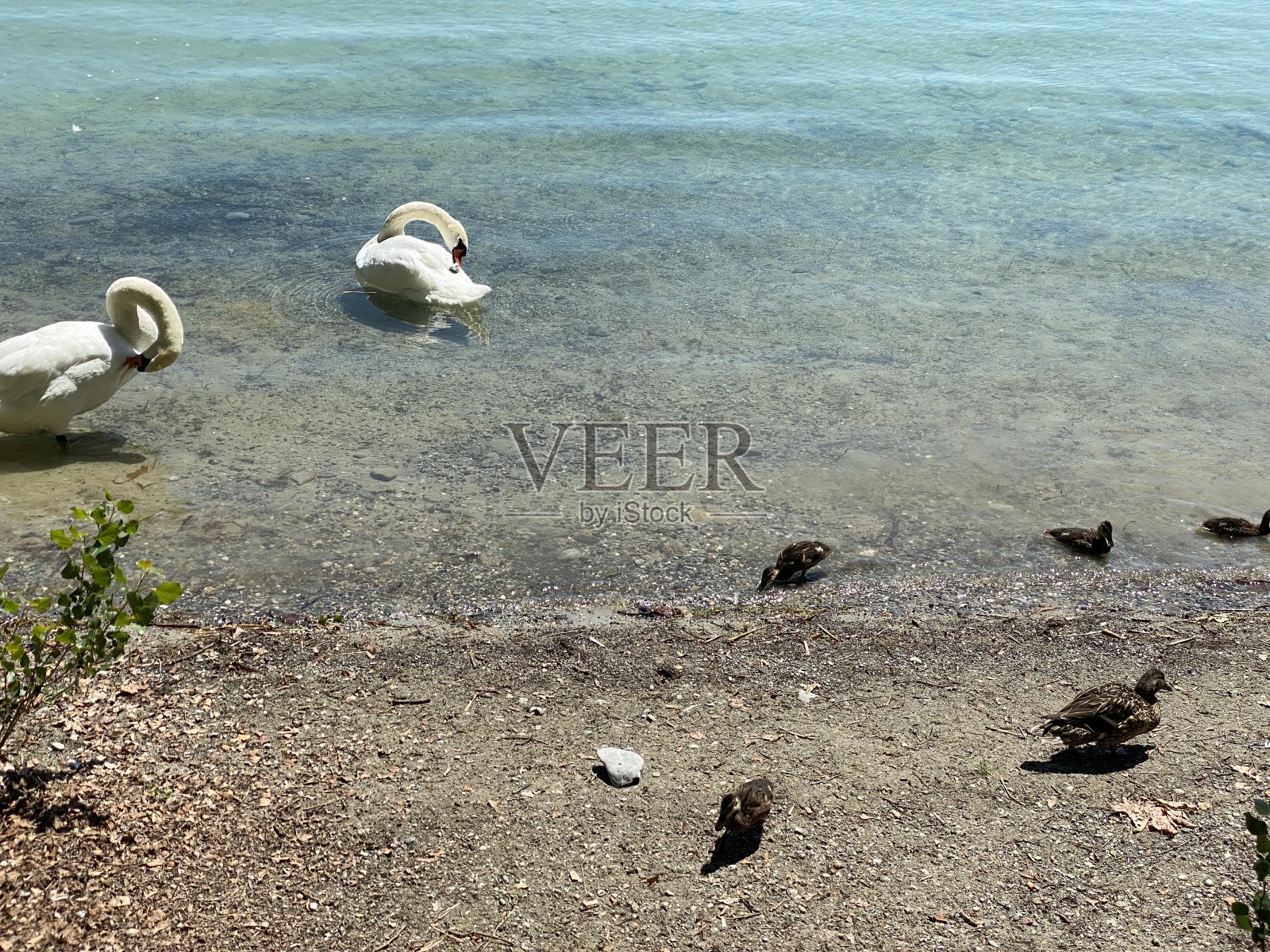 康斯坦茨湖景观和花岛-康斯坦茨，德国或德国康斯坦茨照片摄影图片