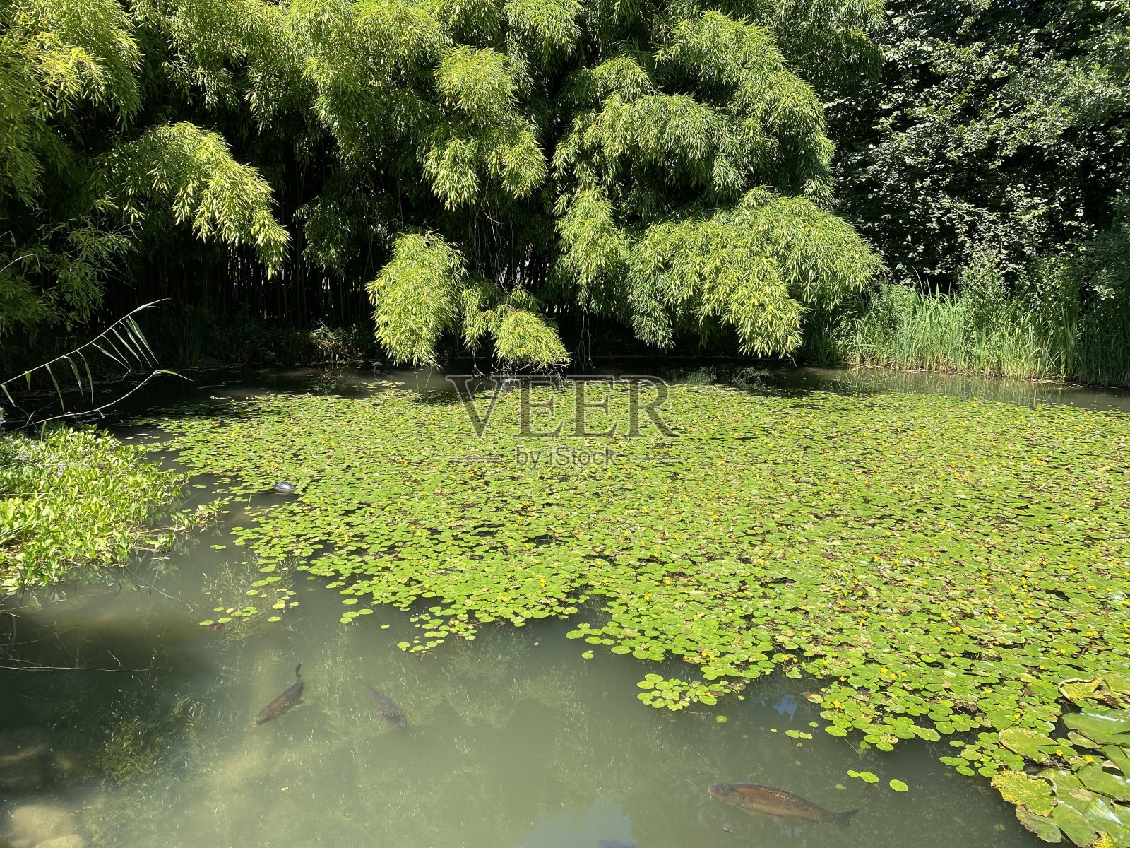 池塘景观和草坪日光浴或Teich mit Liegewiese -康斯坦茨，德国或德国的康斯坦茨照片摄影图片