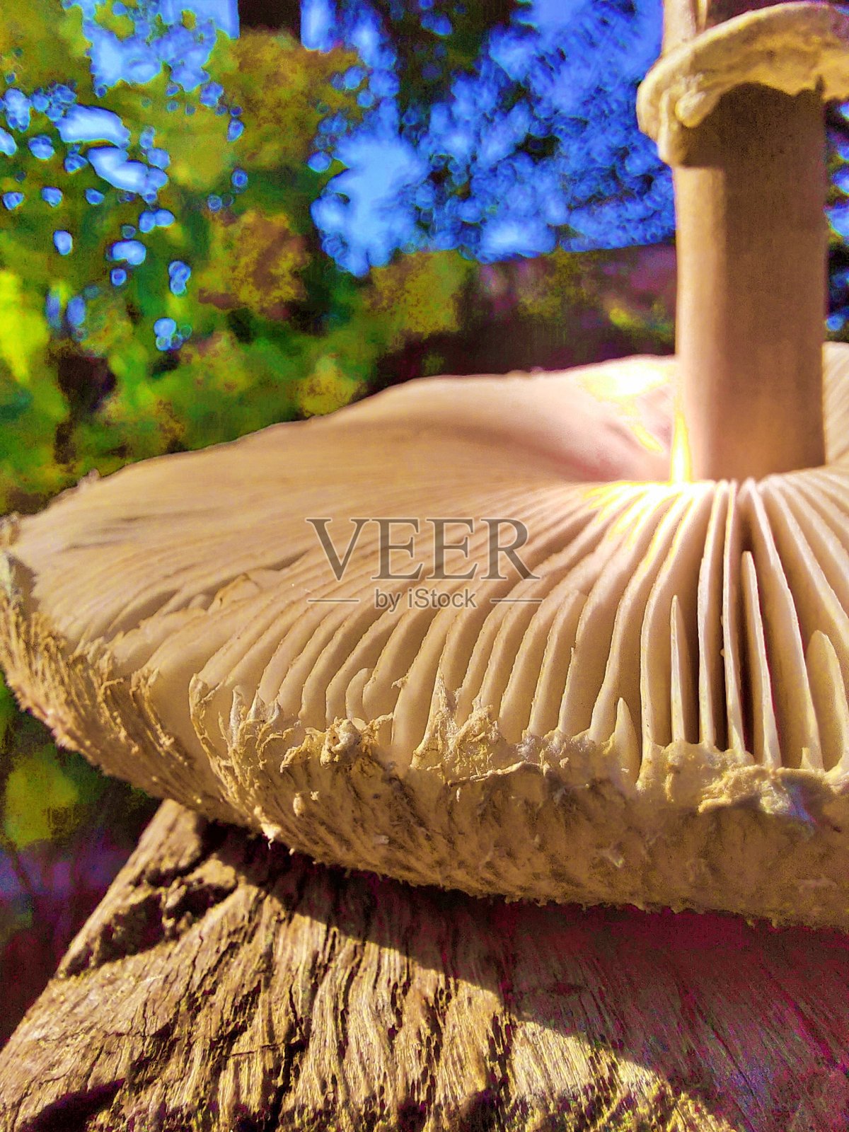 蘑菇伞上漂亮的板条照片摄影图片