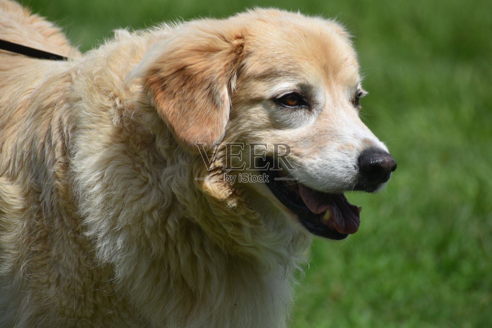 拉布拉多寻回犬照片摄影图片