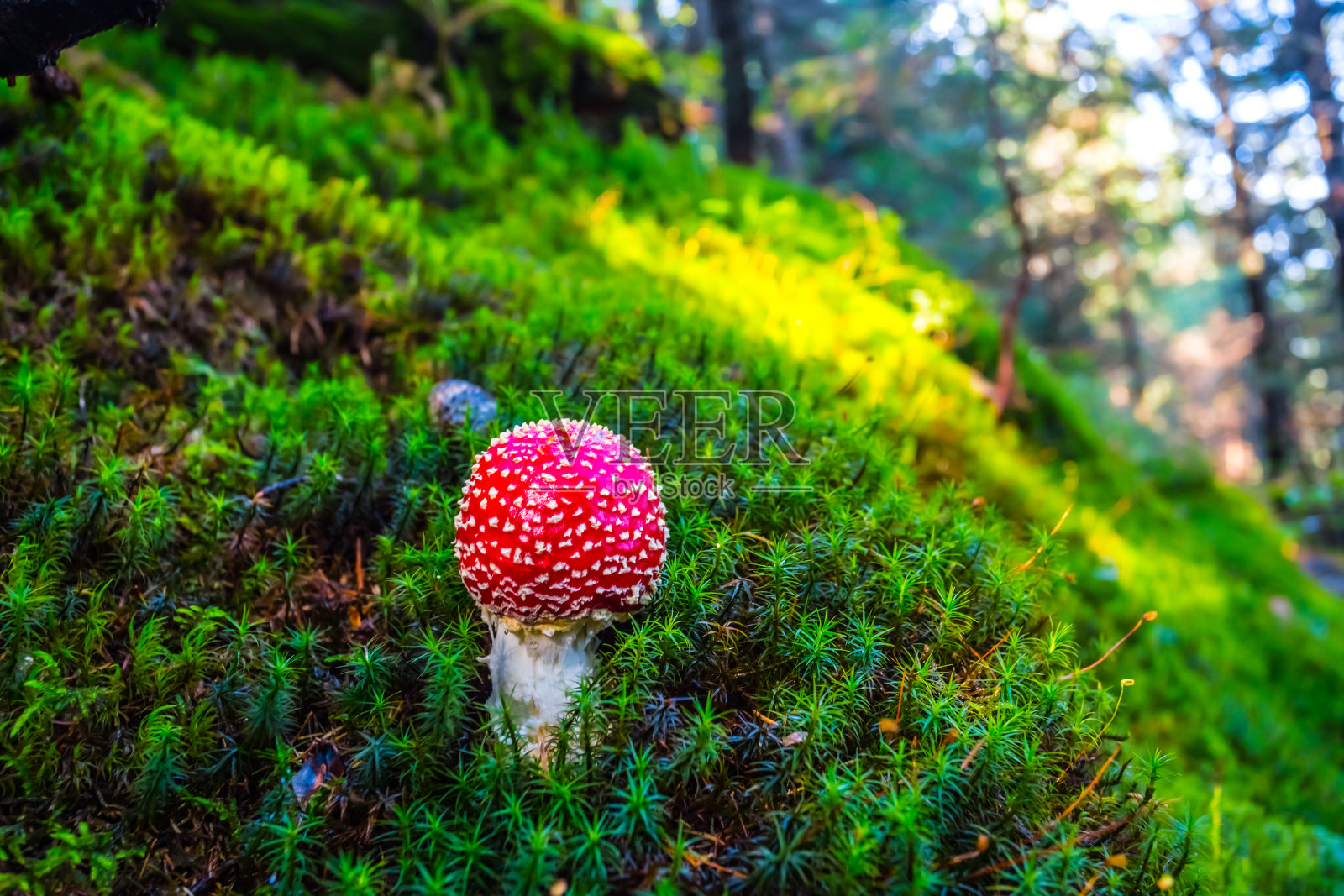 潮湿森林中的一种红蘑菇照片摄影图片