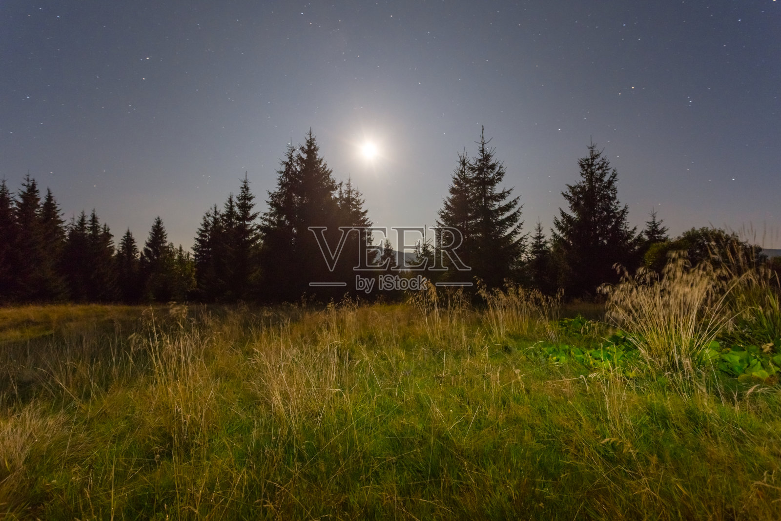 月光下的夜森林照片摄影图片