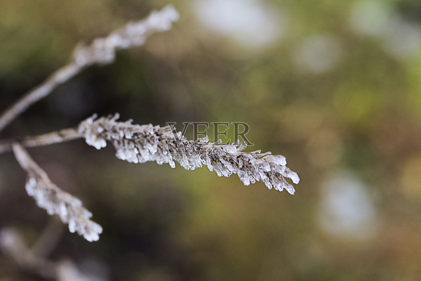 被冰和霜覆盖的干枯植物。特写镜头。照片摄影图片