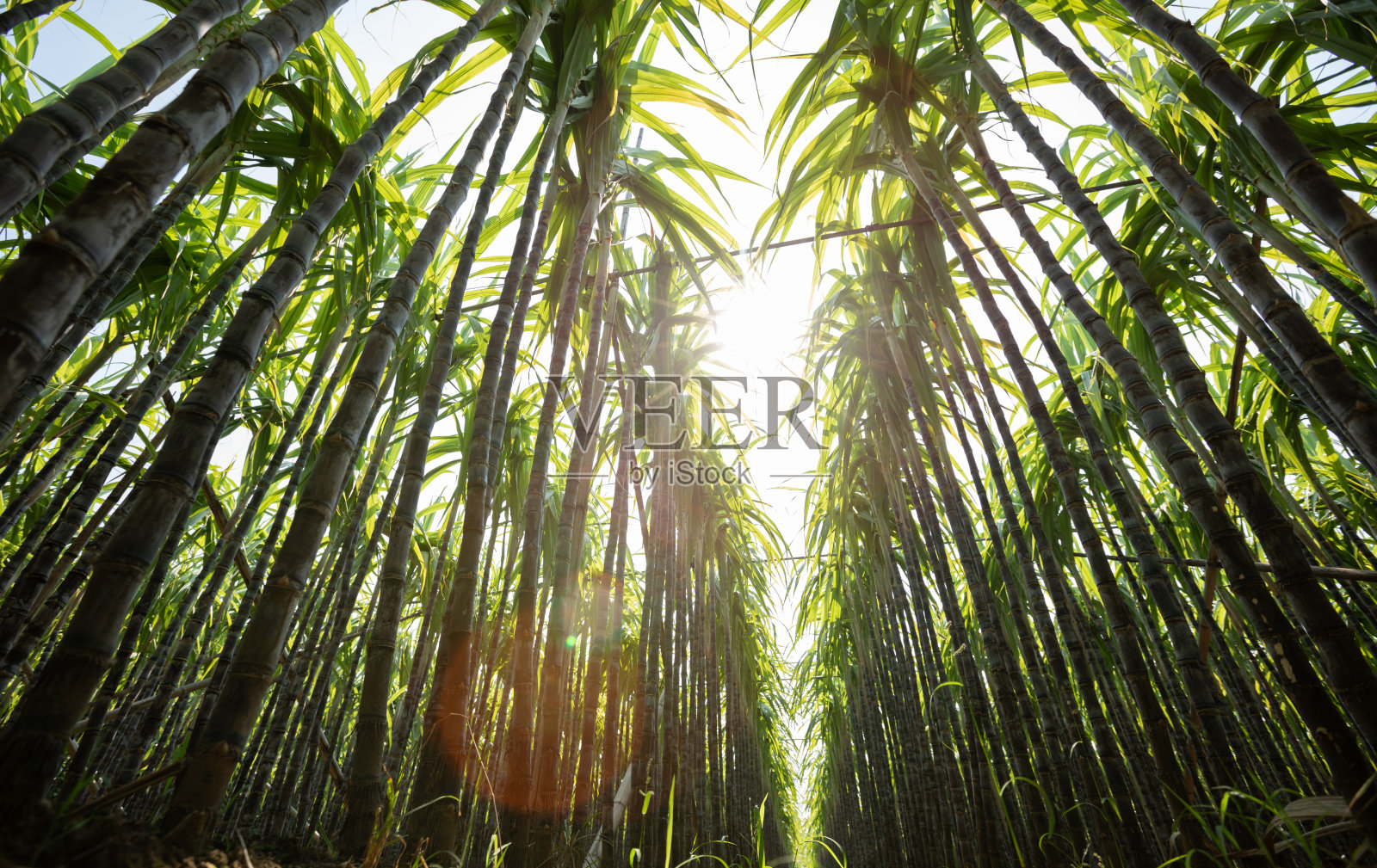 田间种植的甘蔗照片摄影图片