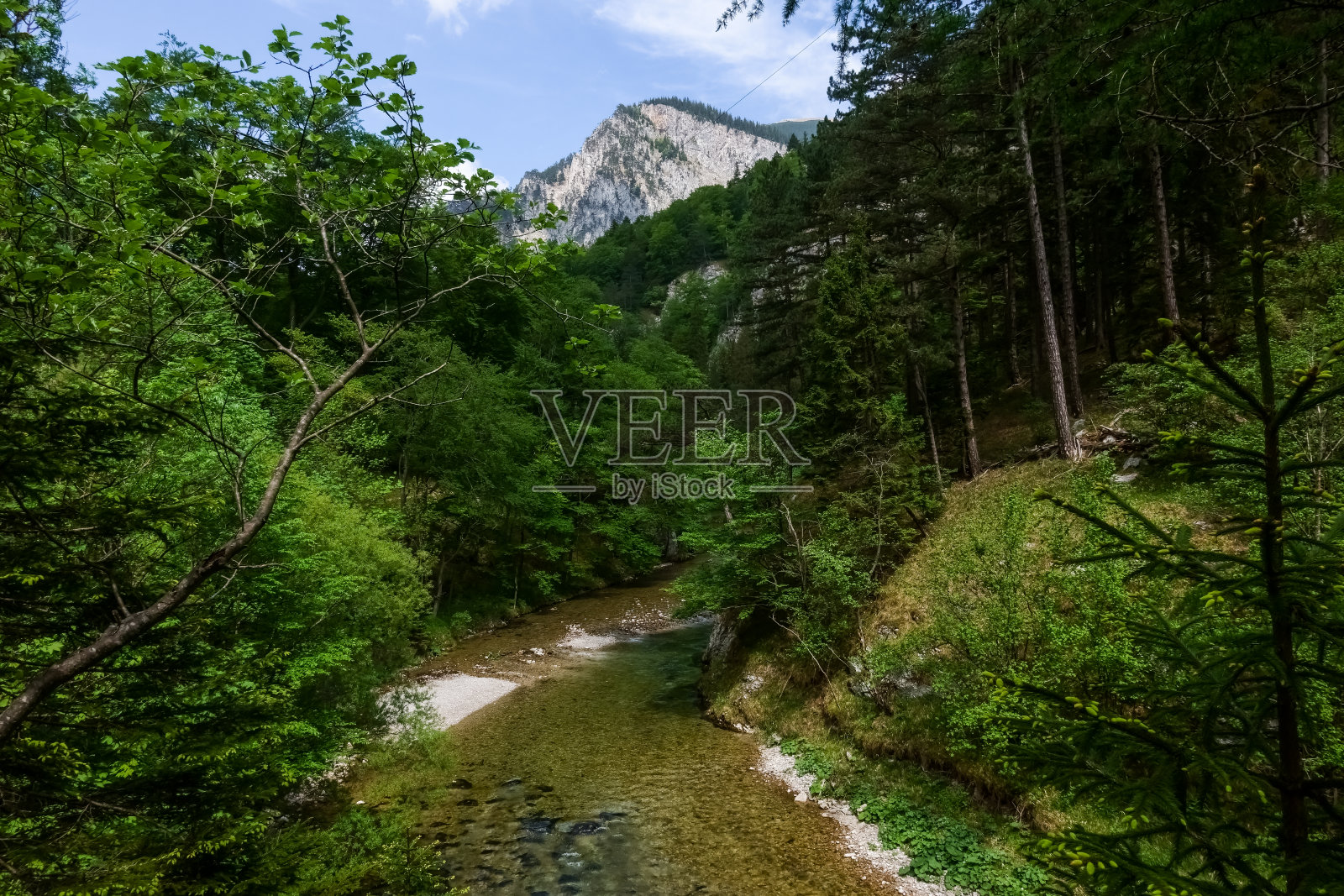 美丽清澈的小溪在绿色的大自然中照片摄影图片