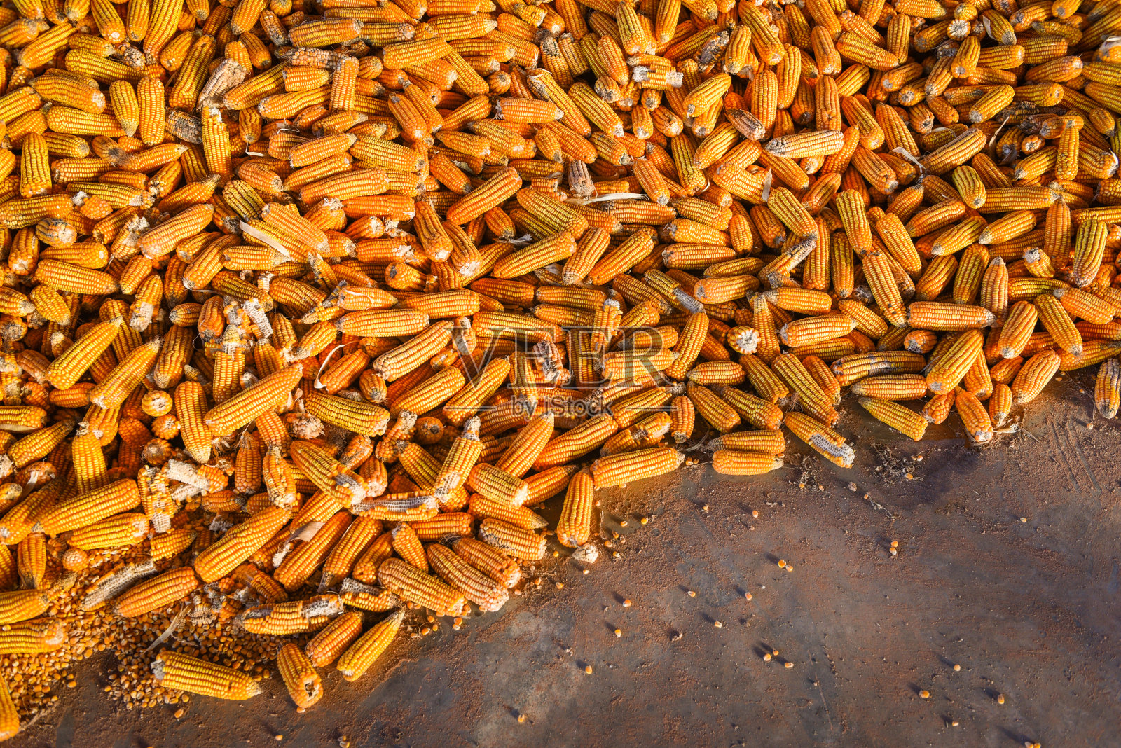 成堆的成熟玉米从田间收获，供业界销售，收获玉米的亚洲农产品。照片摄影图片