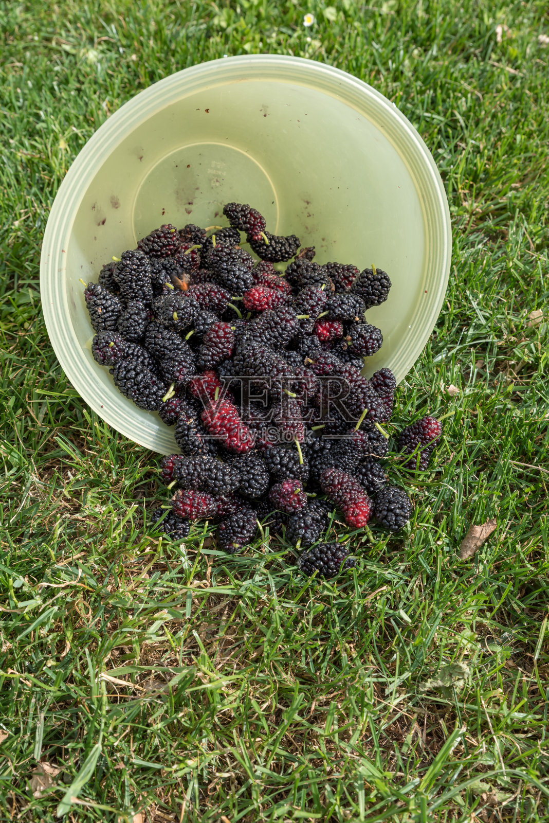 新鲜采摘的成熟桑椹照片摄影图片